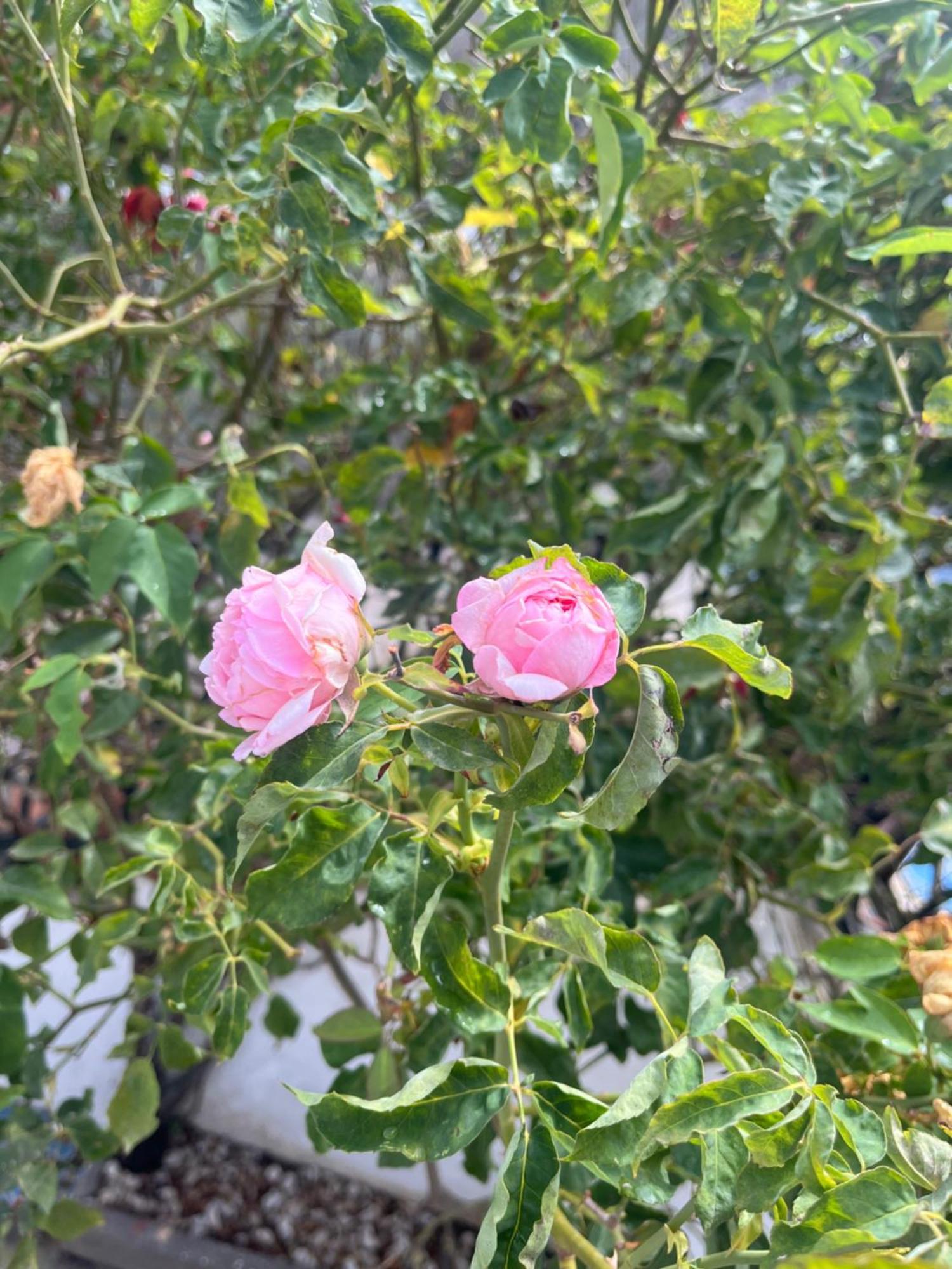 Casa Delle Rose Appartement Ischia Buitenkant foto