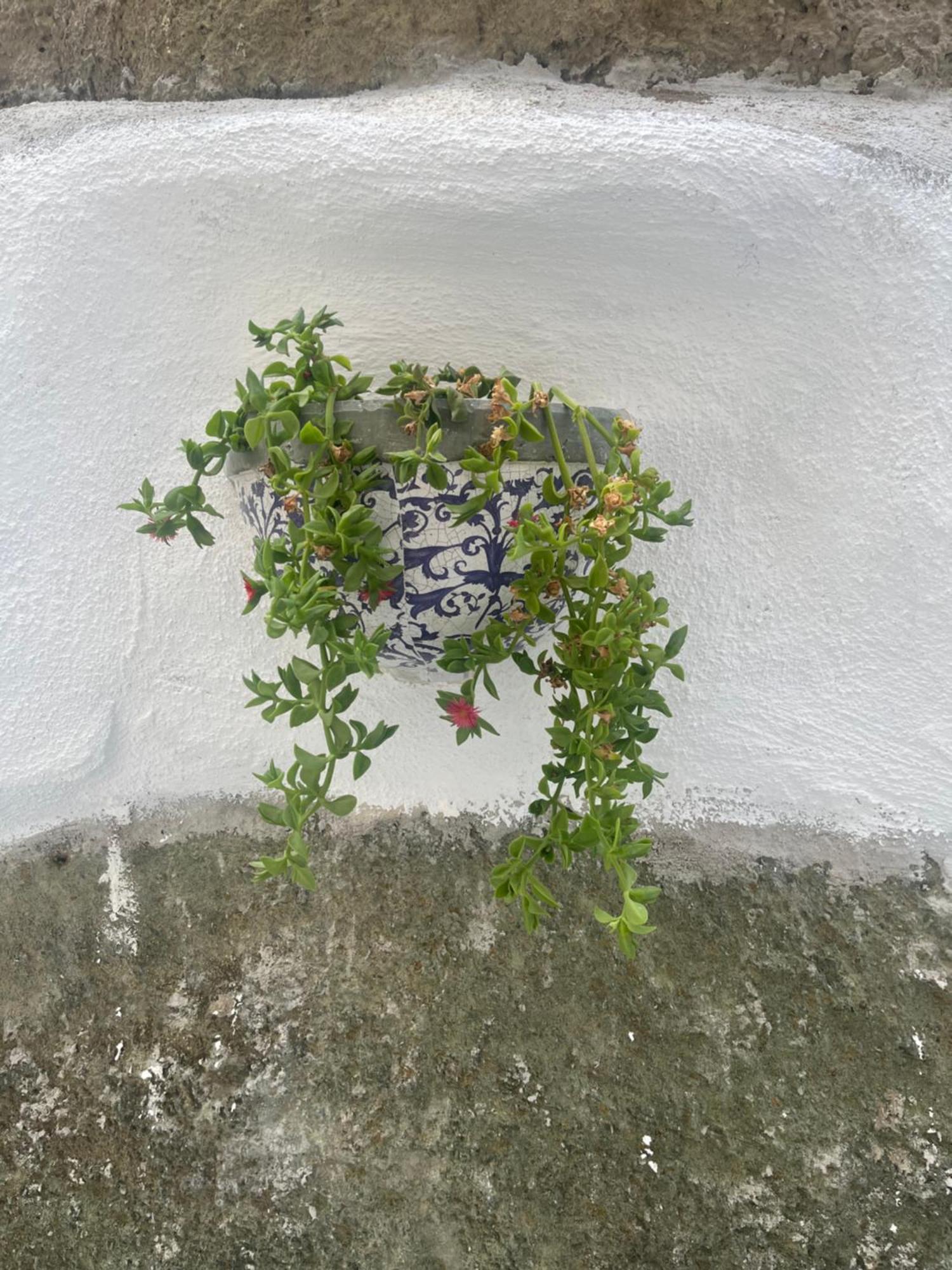 Casa Delle Rose Appartement Ischia Buitenkant foto